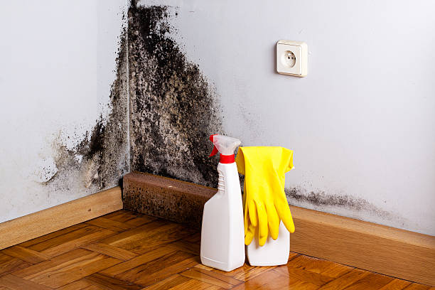 Best Mold Damage Repair  in Sunny Isles Beach, FL